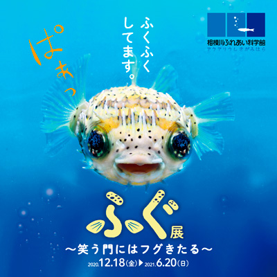 ふぐ展